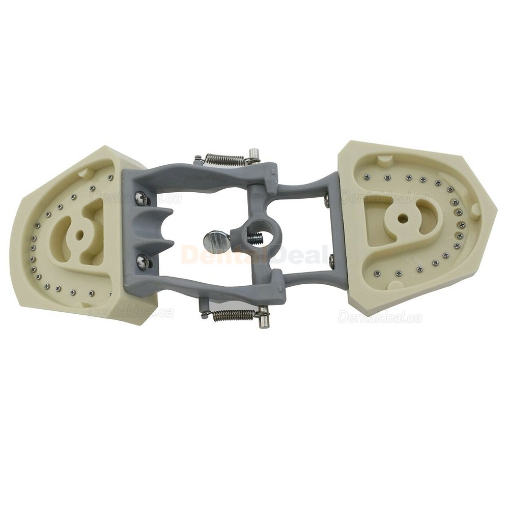 Dental Typodont Model 32Pcs Teeth M8030 Fit Columbia 860